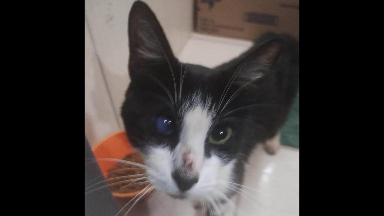 Gato é encontrado no bairro Country