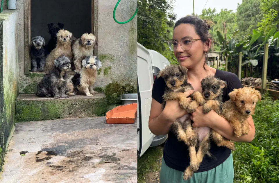 Mais de 130 cães sob condições de maus-tratos e prestes a serem vendidos são resgatados