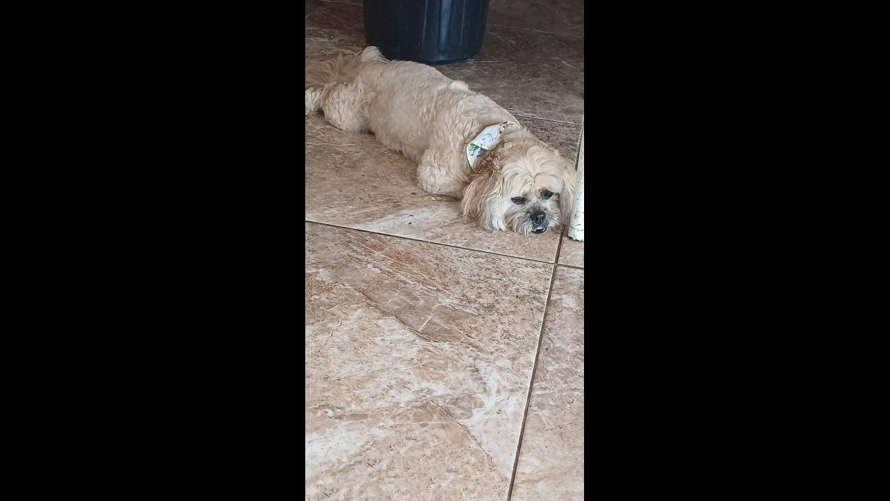 Cachorro é encontrado no bairro Brasília