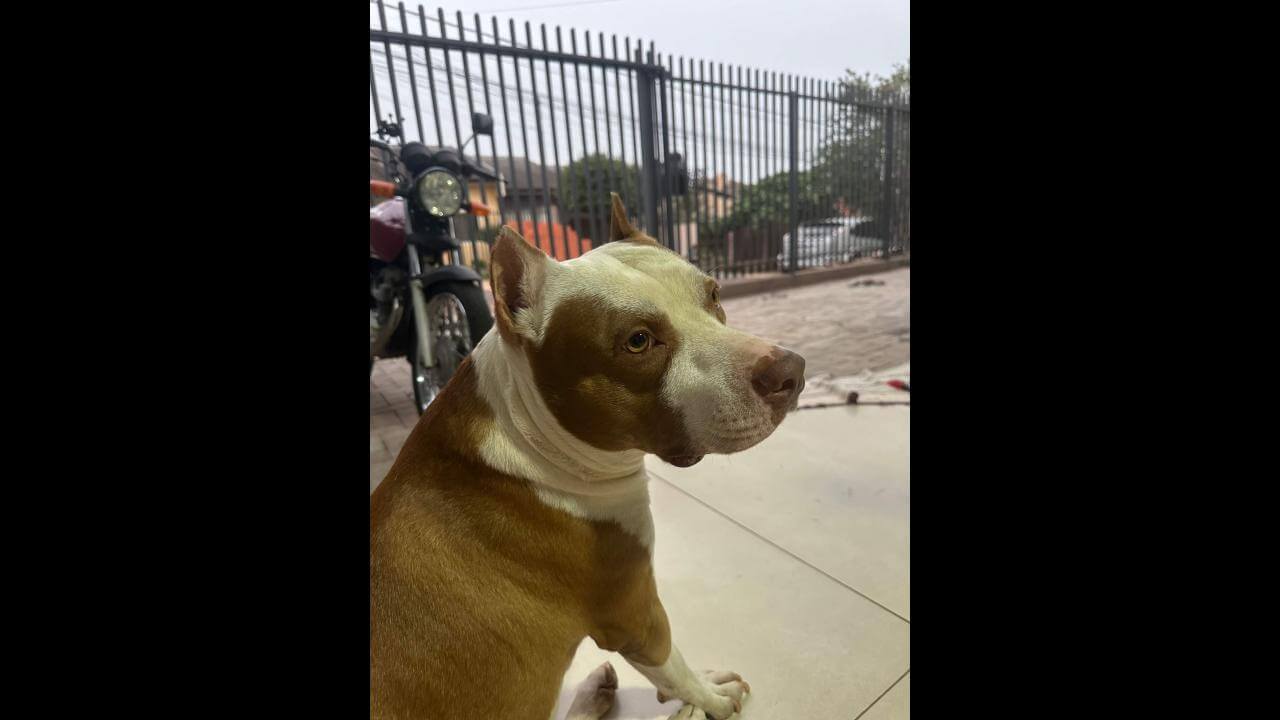 Cachorro Zeus desapareceu no bairro Brasília Cachorro Zeus desapareceu no bairro Brasília