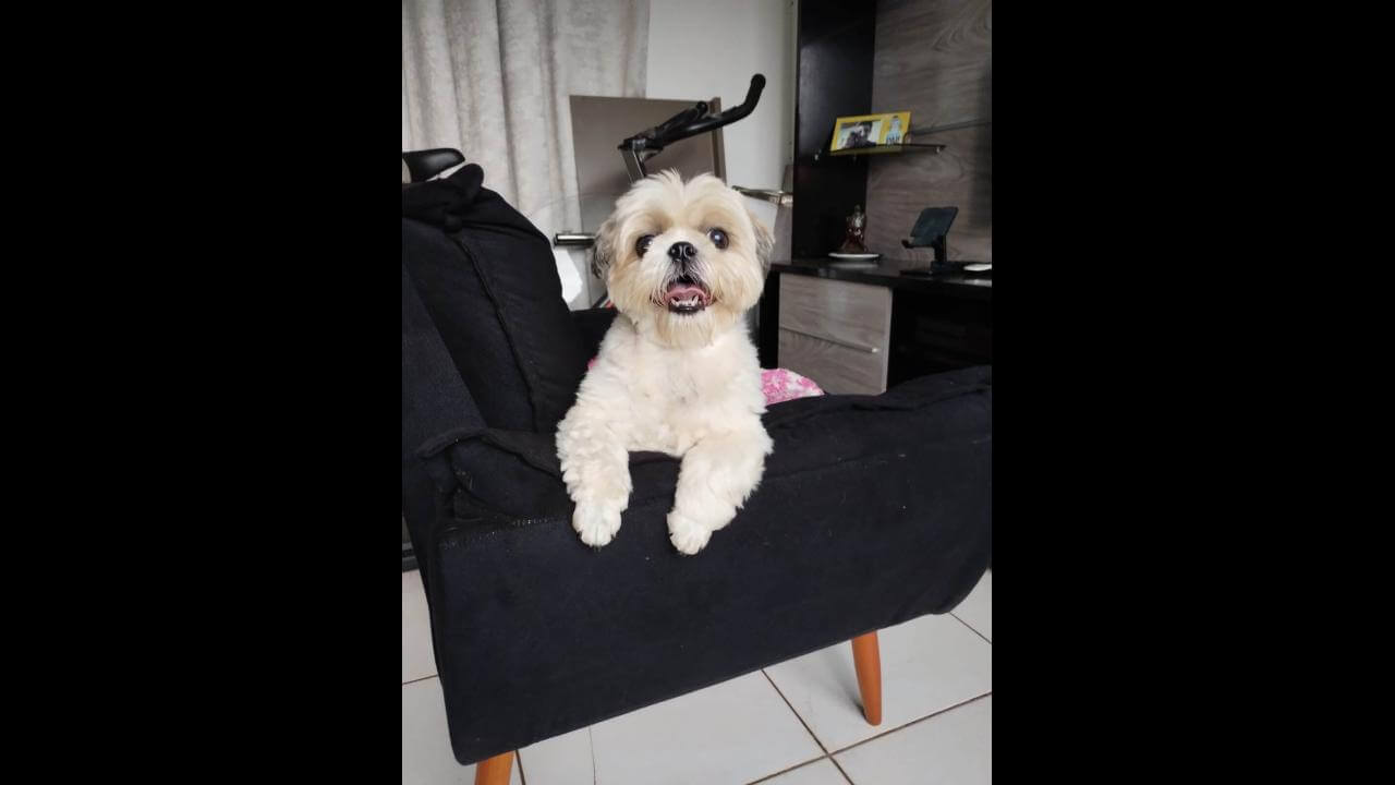 Cachorro é encontrado no bairro Tropical II Cachorro é encontrado no bairro Tropical II