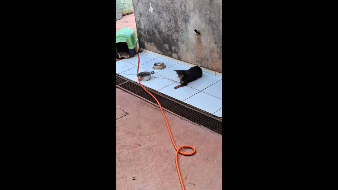 Cachorra atende pelo nome de Minne desapareceu no bairro Periolo Cachorra atende pelo nome de Minne desapareceu no bairro Periolo