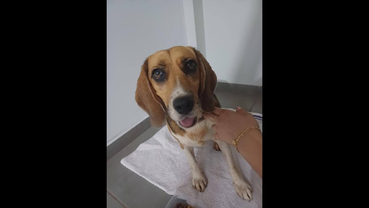 Cachorro é encontrado no bairro Maria Luiza Cachorro é encontrado no bairro Maria Luiza