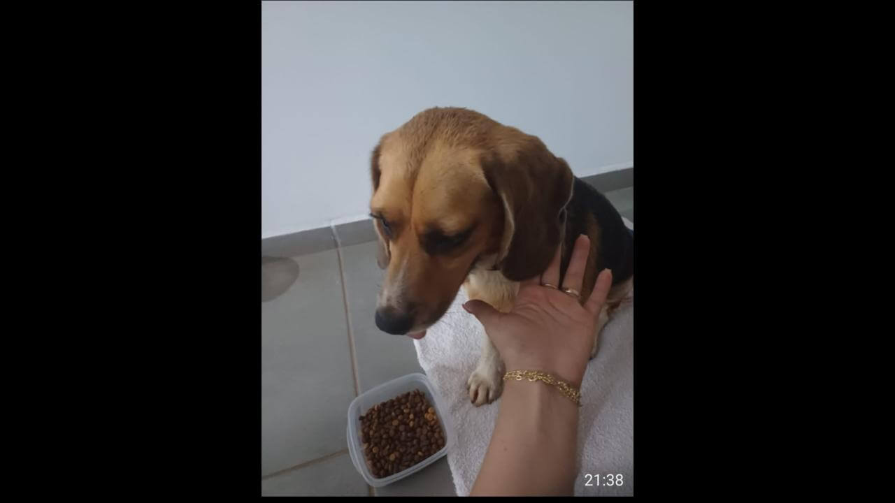 Cachorra é encontrada no bairro Maria Luiza Cachorra é encontrada no bairro Maria Luiza