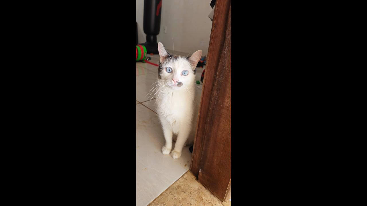 Gato Cecí desapareceu no bairro Colonial