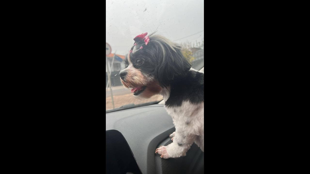 Cachorra Malú desapareceu no bairro Recanto Tropical
