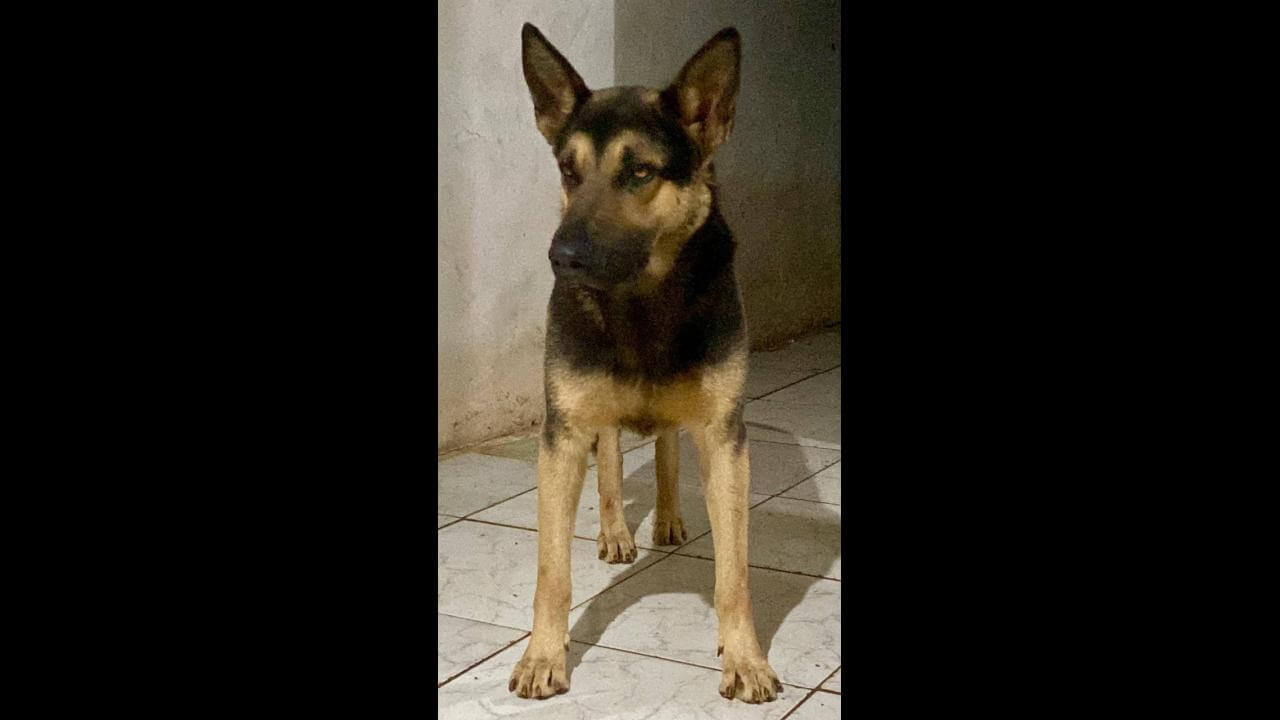 Cachorro Hulk desapareceu no bairro Brasília