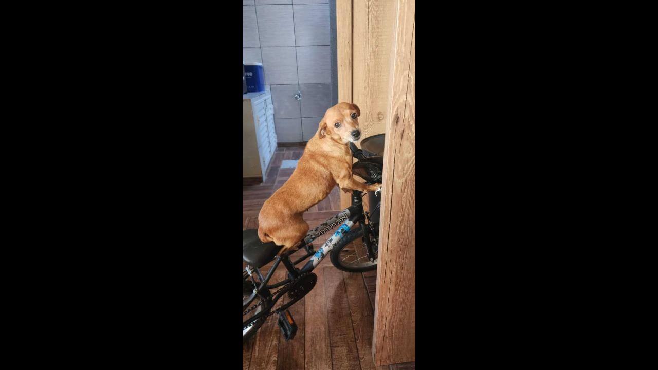 Cachorra Manú desapareceu no bairro Cancelli