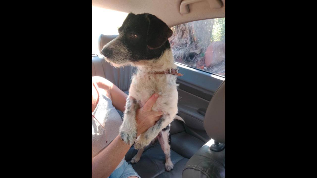 Cachorro é encontrado no bairro Cataratas