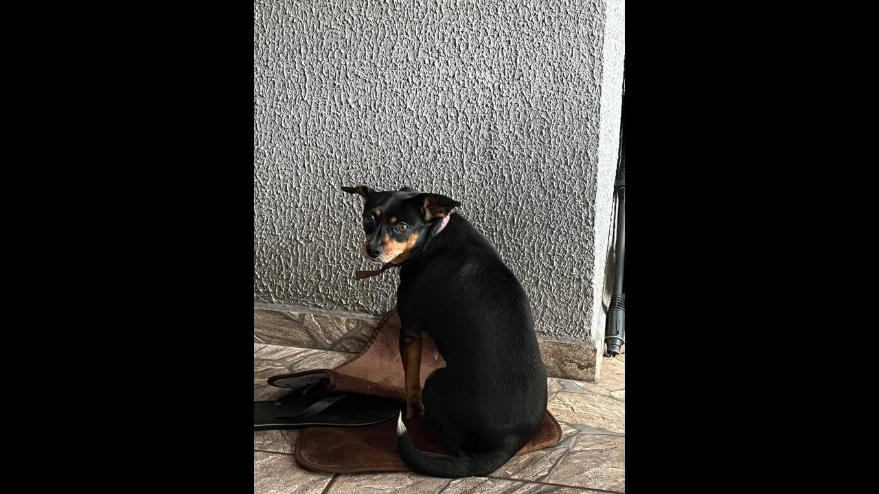 Cachorra é encontrada no bairro Periolo Cachorra é encontrada no bairro Periolo