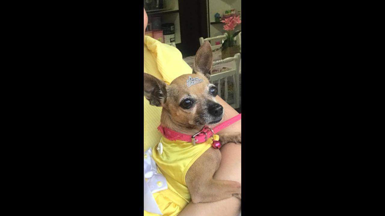 Cachorra belinha desapareceu no bairro Santa Felicidade Cachorra belinha desapareceu no bairro Santa Felicidade