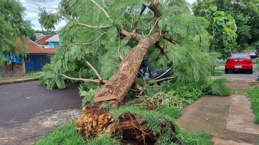 Temporal: Árvore cai em cima de veículos e derruba cabos da rede elétrica na Região Norte de Cascavel