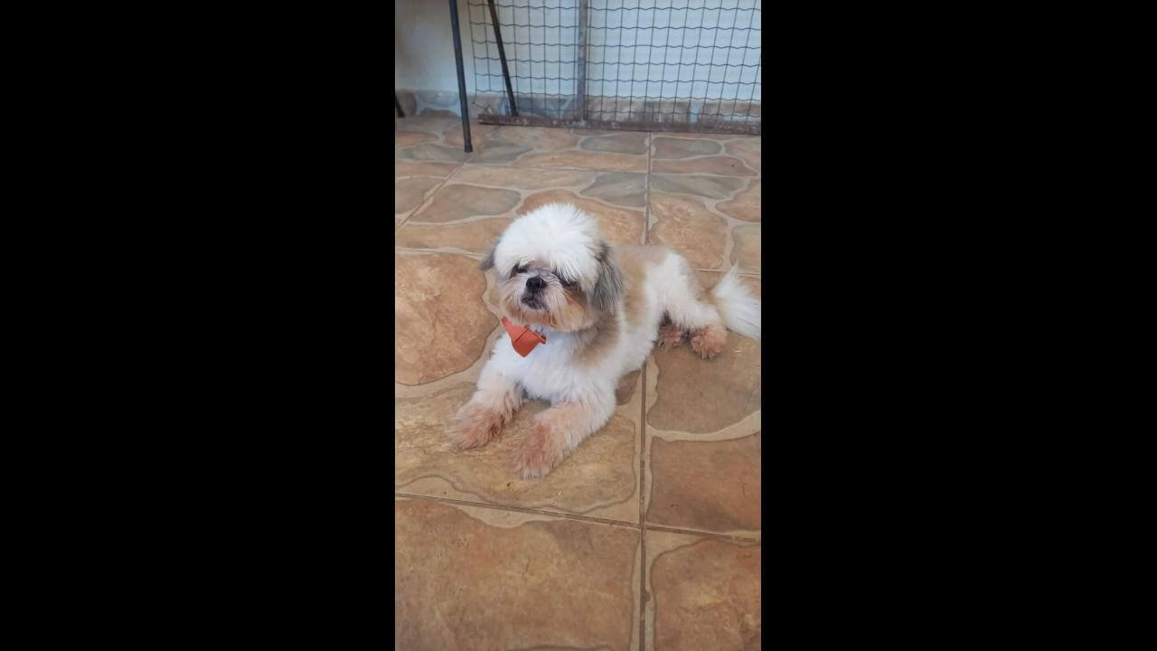 Cachorro Boninho desapareceu no bairro Jardim União Cachorro Boninho desapareceu no bairro Jardim União