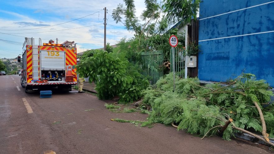 Temporal: Mais duas quedas de árvore são registradas na Região Norte