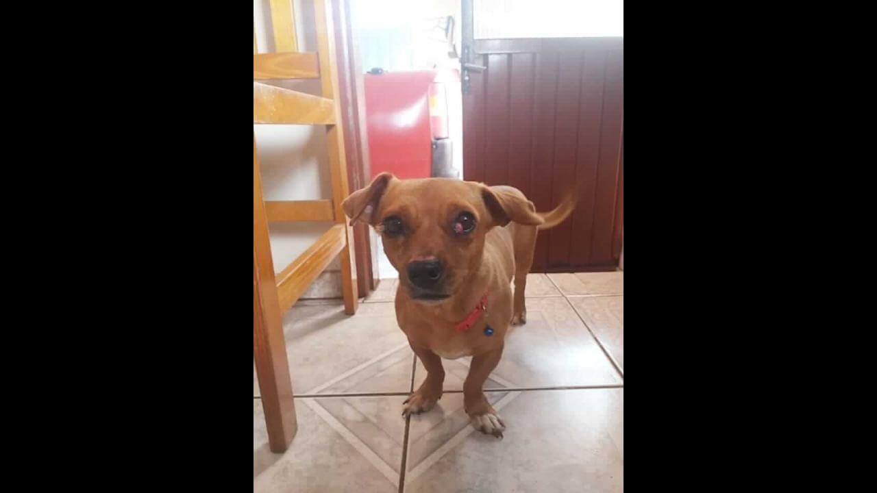 Cachorra Star desapareceu no bairro Brasília Cachorra Star desapareceu no bairro Brasília