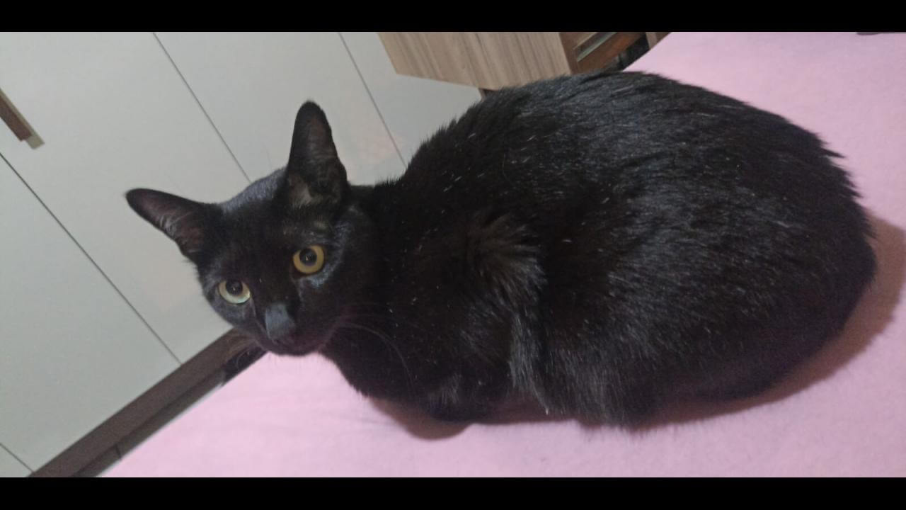 Gato desapareceu no bairro Montreal Gato desapareceu no bairro Montreal
