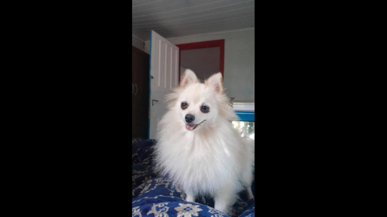 Cachorra desapareceu no bairro Santos Dumont Cachorra desapareceu no bairro Santos Dumont