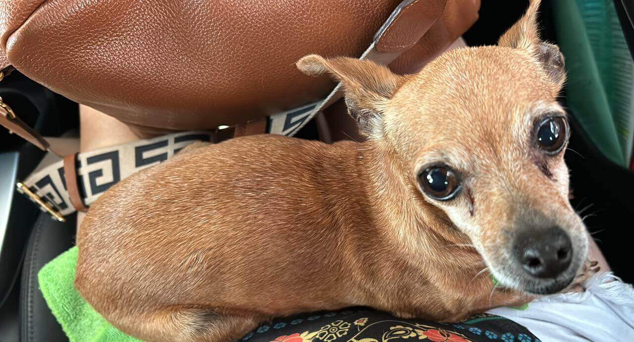 Cachorra é encontrada no bairro Centro