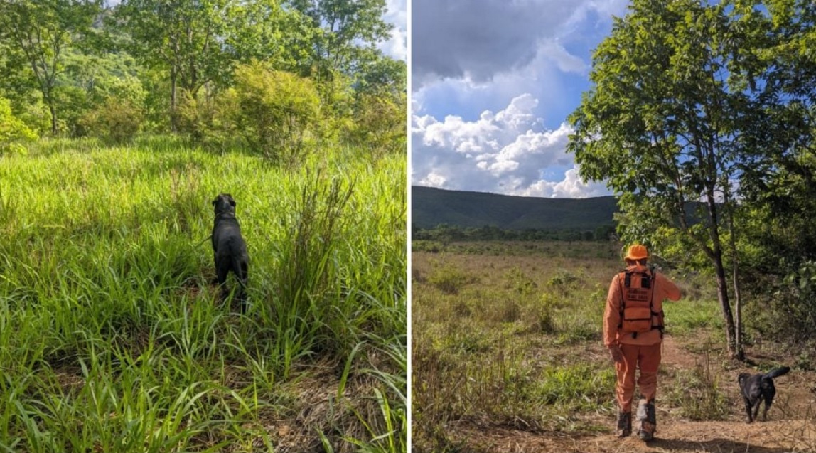 Cão-bombeiro ajuda nas buscas por idoso de 91 anos que está desaparecido