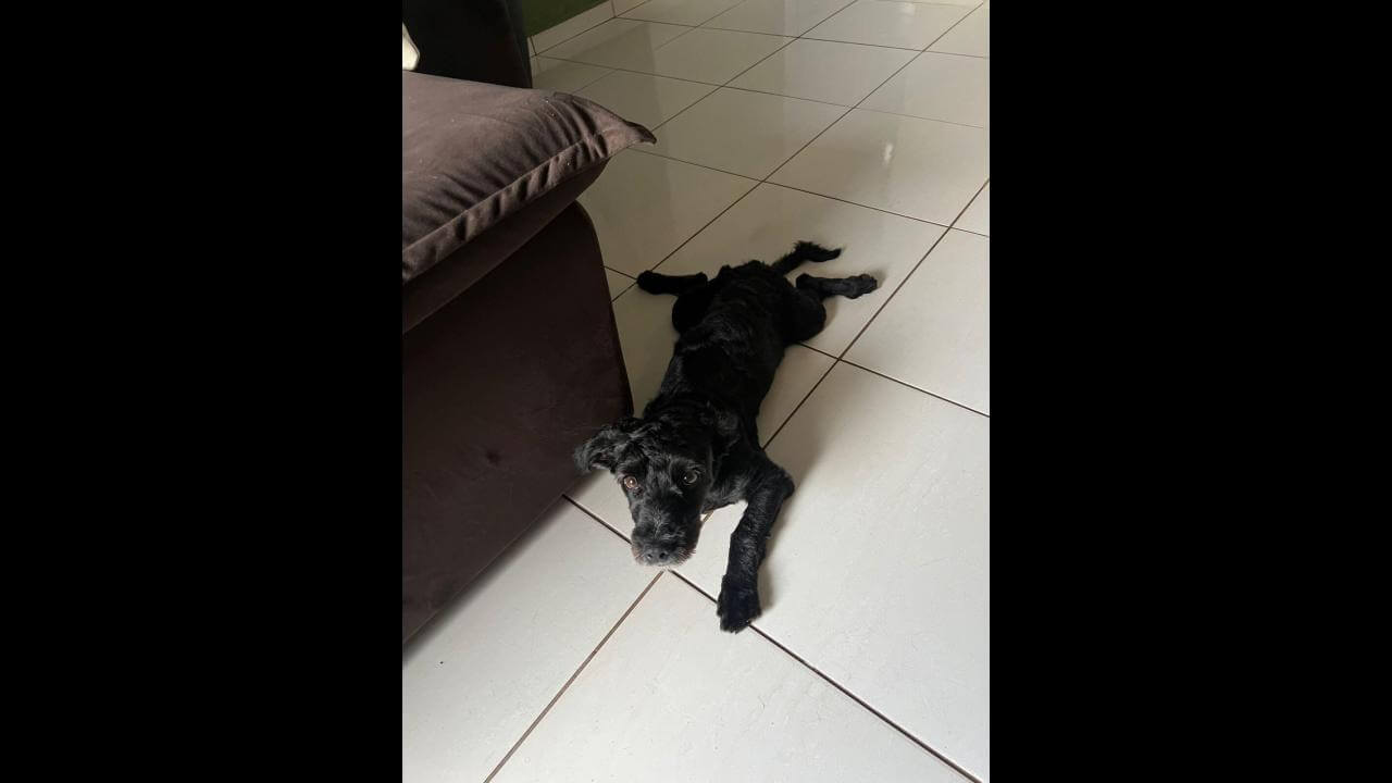 Cachorro é encontrado no bairro Centro