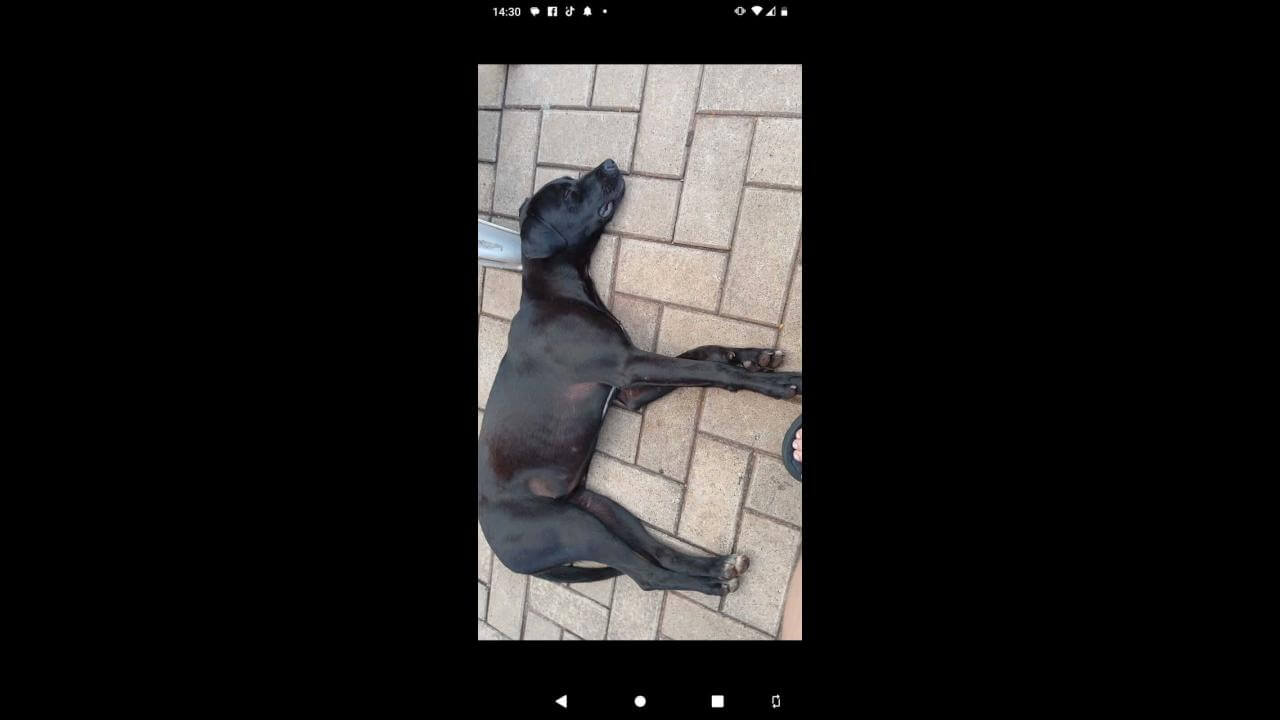 Cachorra Amora desapareceu no bairro Santos Dumont