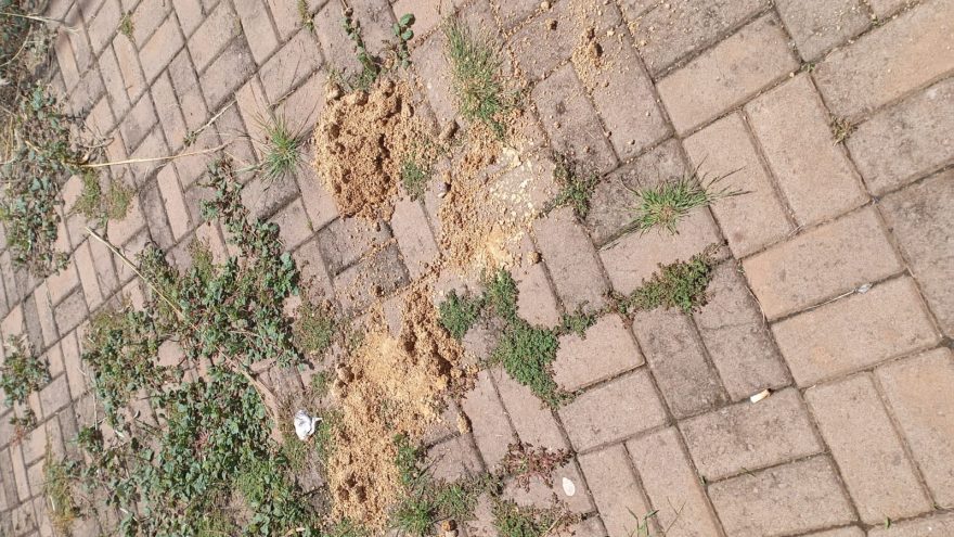 “Espalhou todo o cocô do cachorro”: Moradores do Guarujá reclamam da coleta de lixo