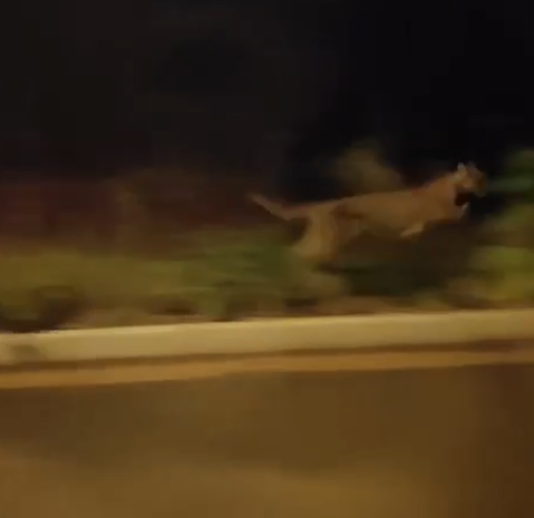 Noite de surpresa: onça-parda é flagrada passeando em Cascavel