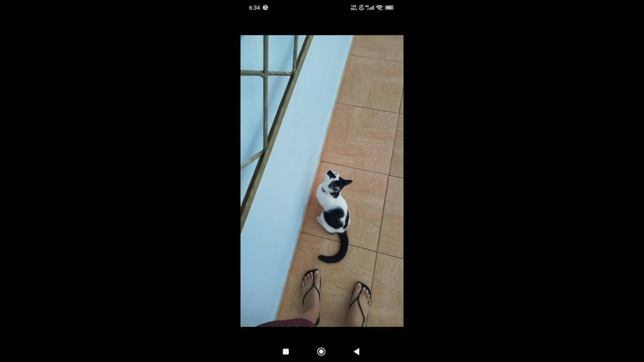 Gato é encontrado no bairro Neva Gato é encontrado no bairro Neva