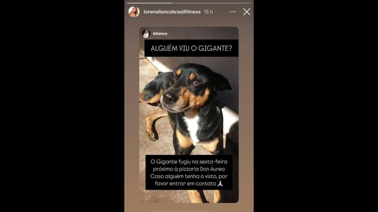 Cachorro Gigante desapareceu no bairro Cancelli Cachorro Gigante desapareceu no bairro Cancelli