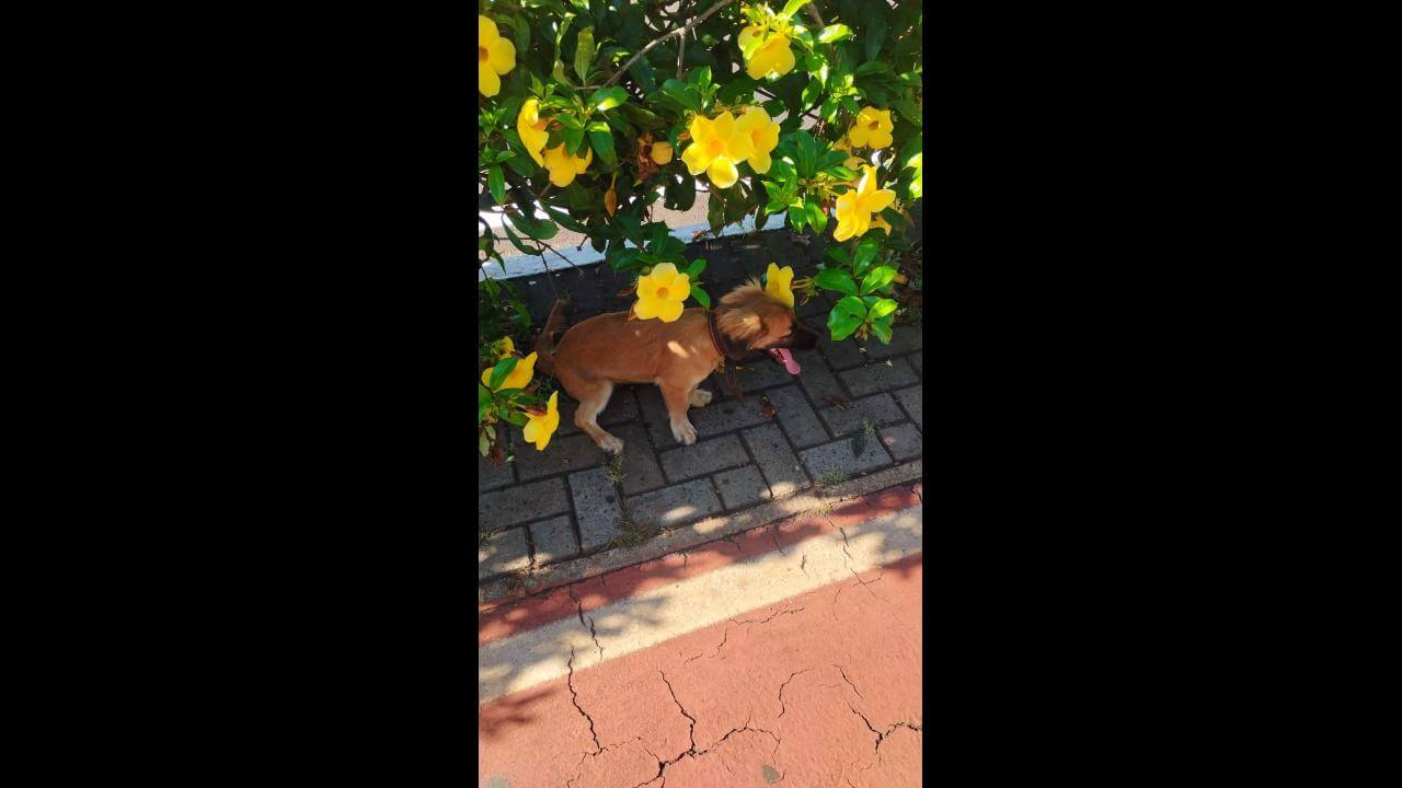 Cachorro é encontrado no bairro Centro Cachorro é encontrado no bairro Centro