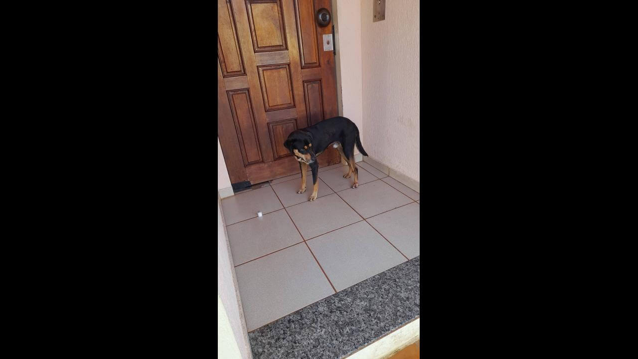 Cachorro é encontrado no bairro São Cristóvão Cachorro é encontrado no bairro São Cristóvão