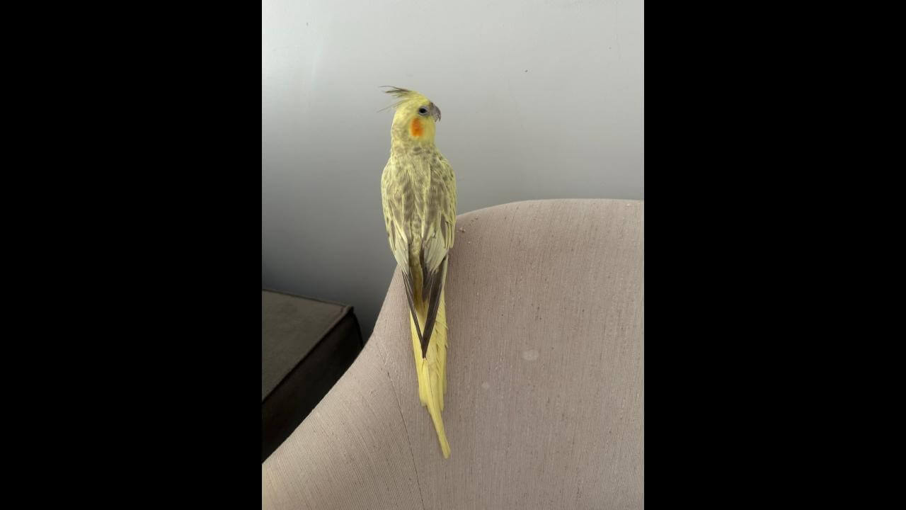 Calopsita é encontrado no bairro Coqueiral Calopsita é encontrado no bairro Coqueiral
