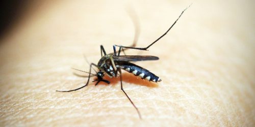 Opas emite alerta para risco de surtos de dengue 3 nas Américas Imagem referente a Opas emite alerta para risco de surtos de dengue 3 nas Américas