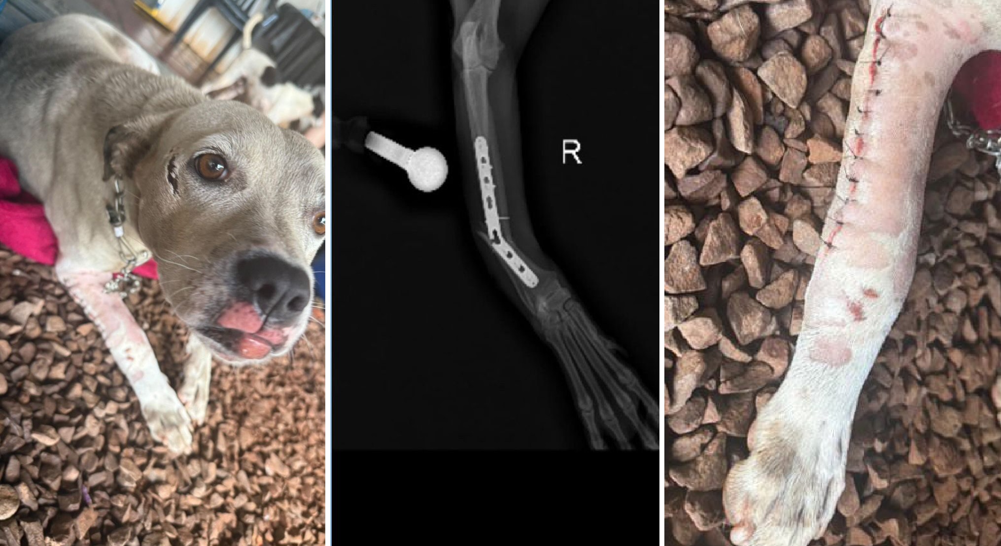 Cachorrinha é resgatada após atropelamento e precisa de novo lar para se recuperar de cirurgia Cachorrinha é resgatada após atropelamento e precisa de novo lar para se recuperar de cirurgia