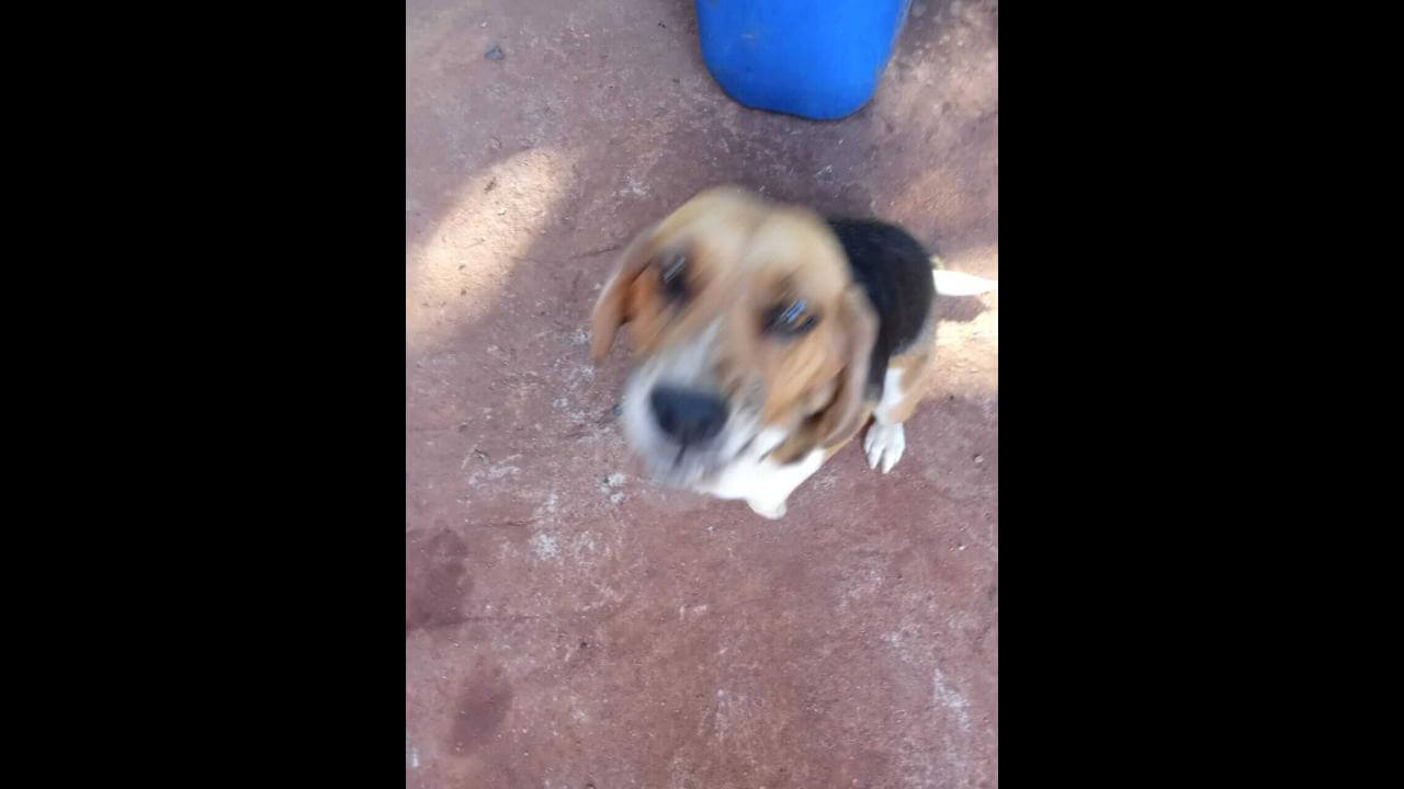 Cachorra Zara desapareceu no bairro Cascavel Velho Cachorra Zara desapareceu no bairro Cascavel Velho