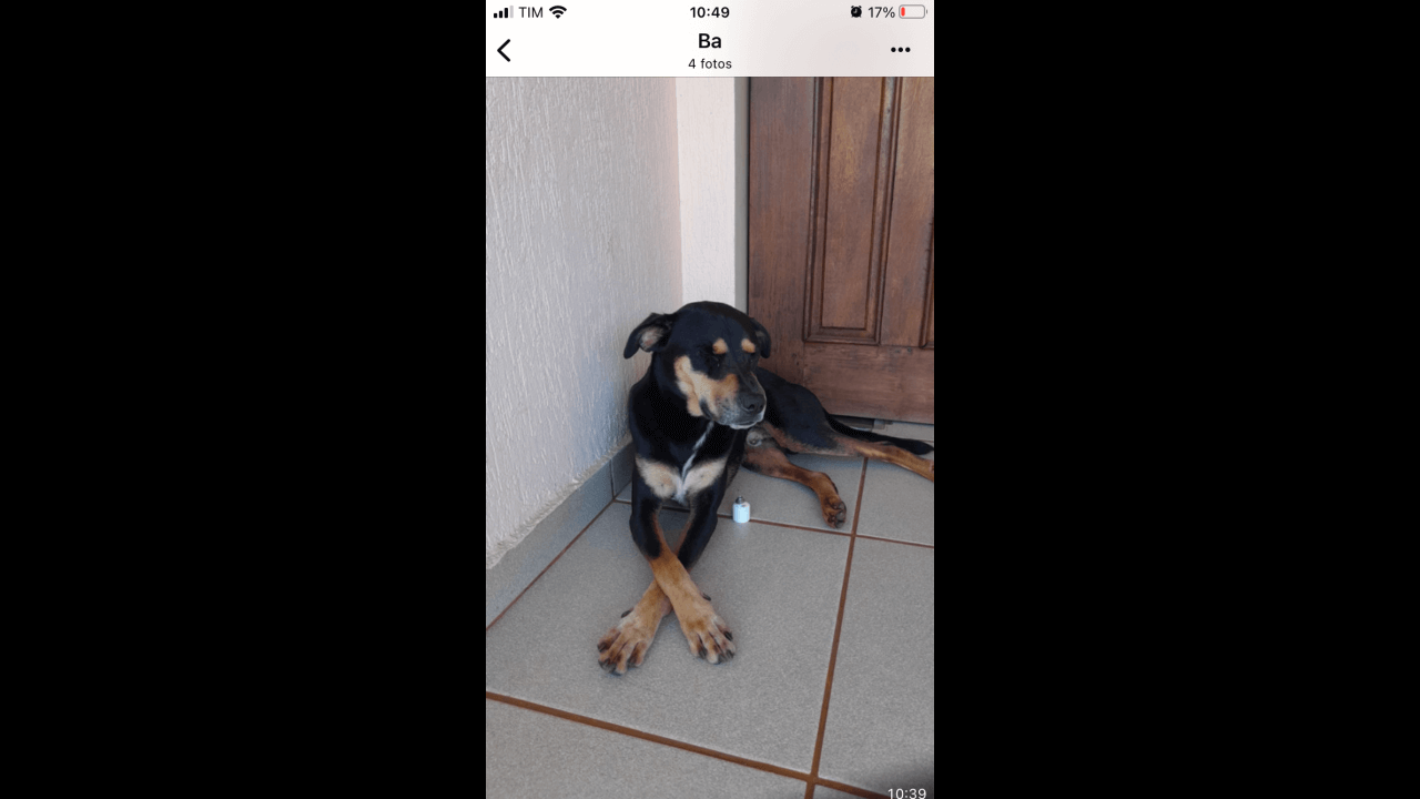 Cachorro Gigante desapareceu no bairro São Cristóvão Cachorro Gigante desapareceu no bairro São Cristóvão