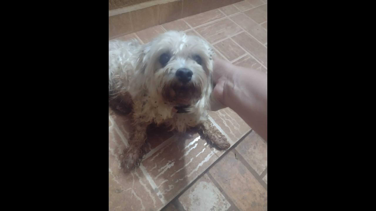 Cachorra é encontrada no bairro Parque Verde Cachorra é encontrada no bairro Parque Verde
