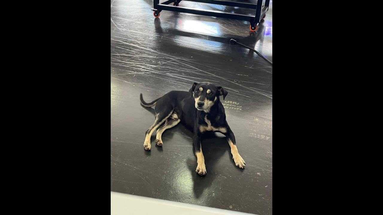 Cachorro é encontrado no bairro Pacaembu