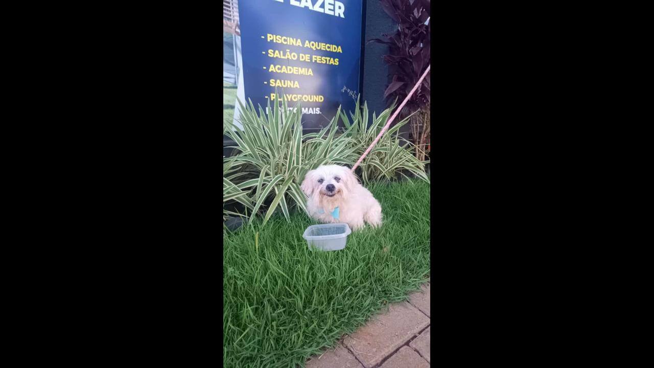 Cachorro é encontrado no bairro Canadá Cachorro é encontrado no bairro Canadá