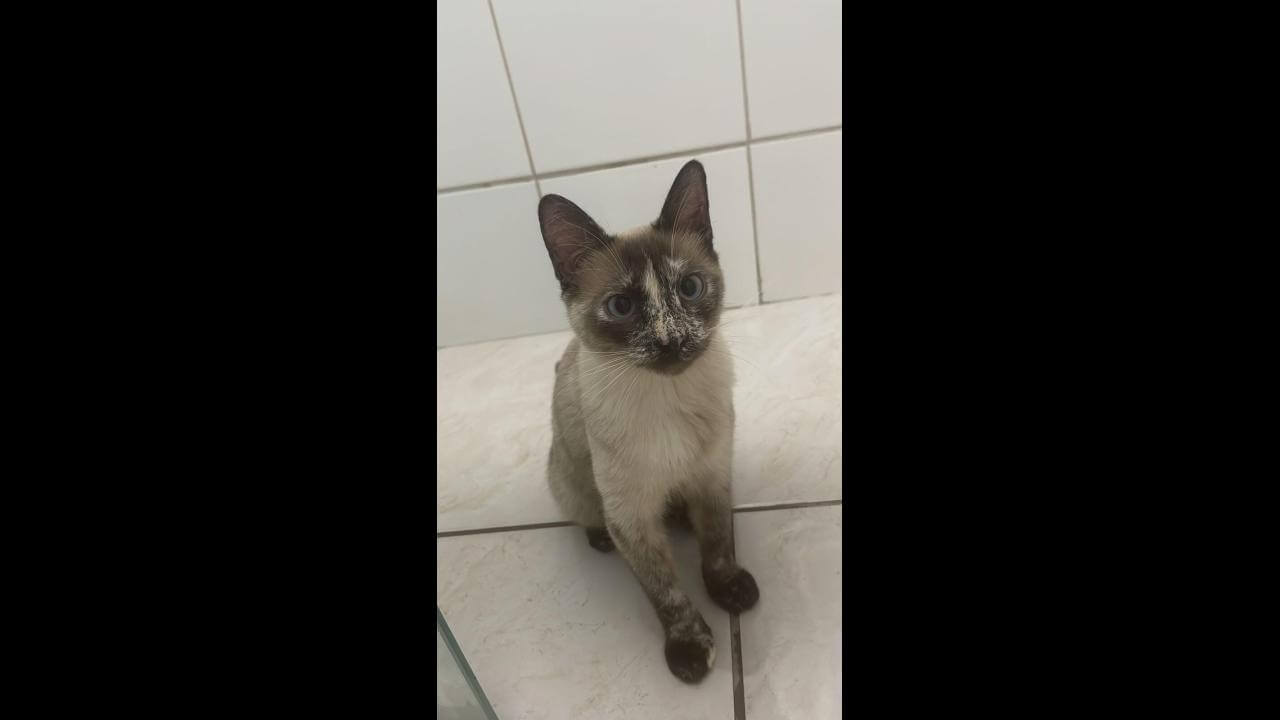Gata Flora desapareceu no bairro Floresta Gata Flora desapareceu no bairro Floresta