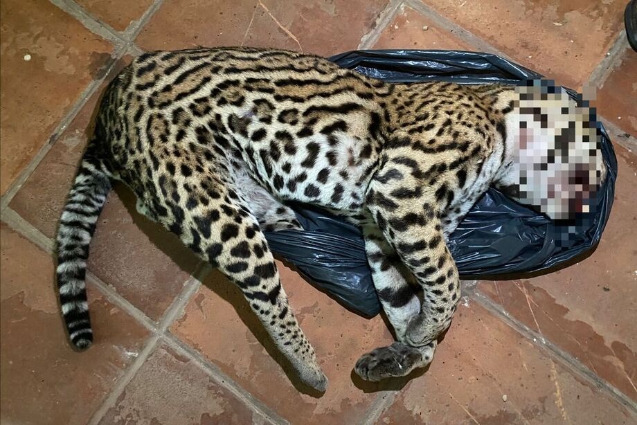 Jaguatirica morta é recolhida pela Polícia Ambiental Jaguatirica morta é recolhida pela Polícia Ambiental