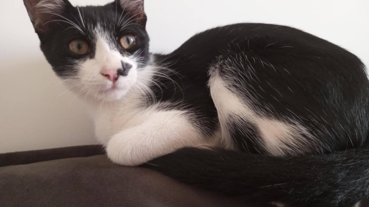 Gato Frajola desapareceu no bairro Floresta Gato Frajola desapareceu no bairro Floresta