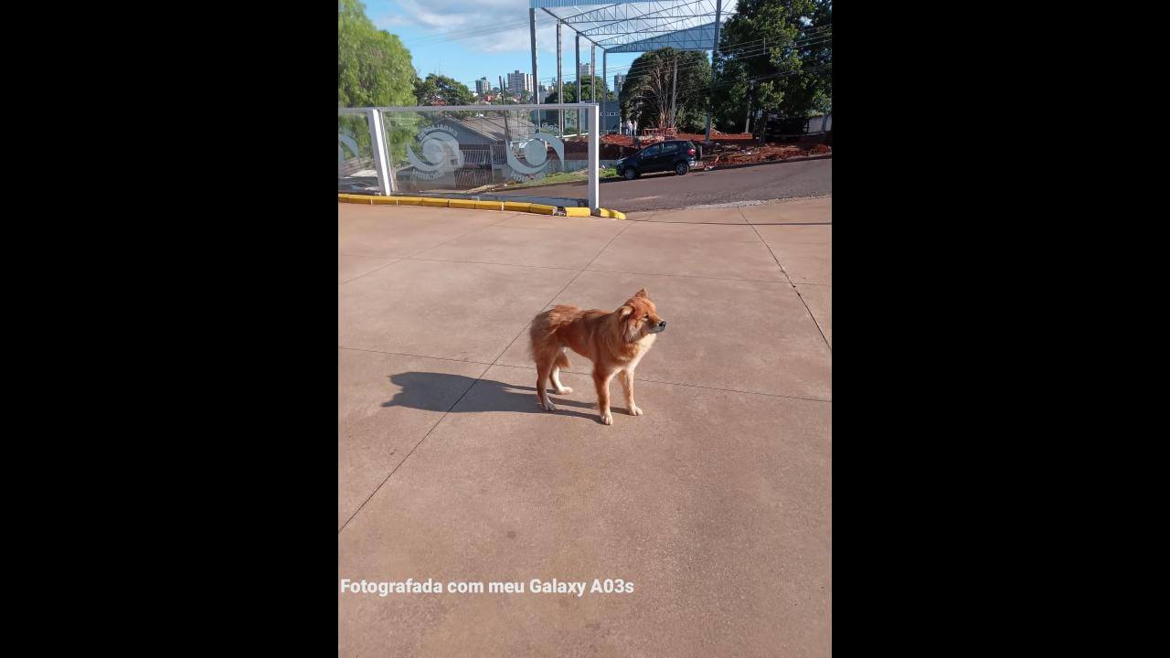 Cachorro é encontrado no bairro Parque São Paulo Cachorro é encontrado no bairro Parque São Paulo