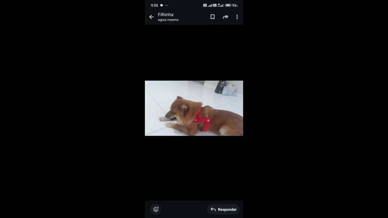 Cachorra Bela desapareceu no bairro Neva Cachorra Bela desapareceu no bairro Neva