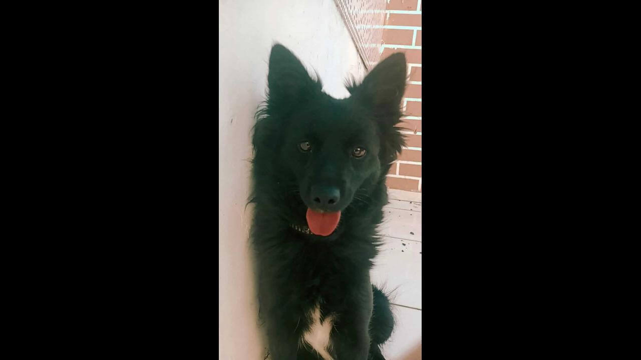 Cachorra é encontrada no bairro Floresta Cachorra é encontrada no bairro Floresta