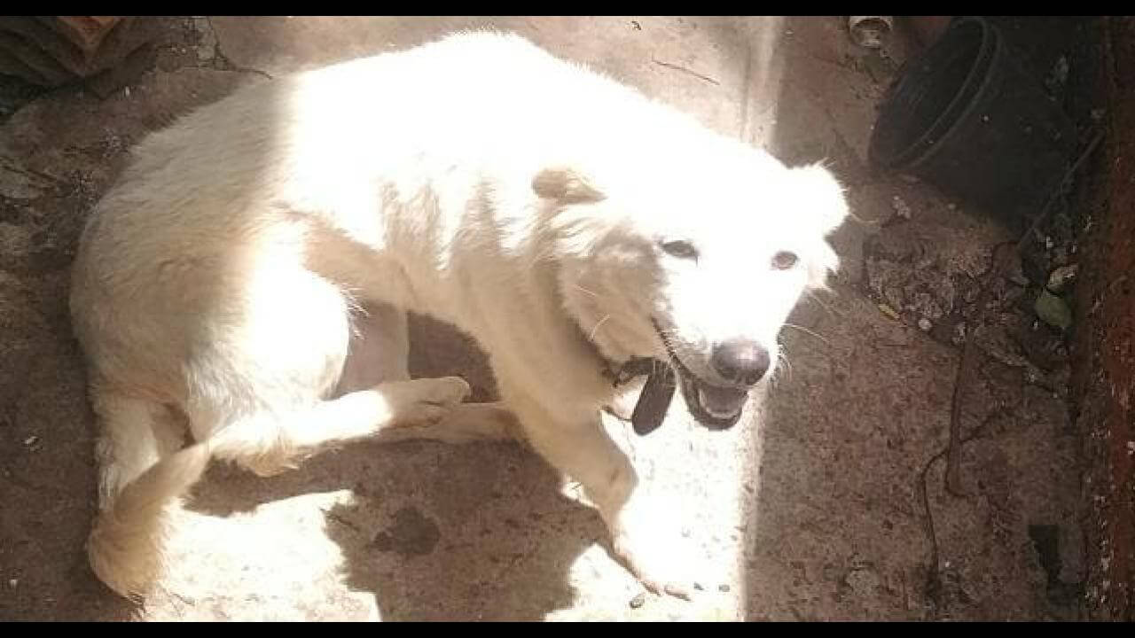 Cachorra ELiza desapareceu no bairro Morumbi Cachorra ELiza desapareceu no bairro Morumbi