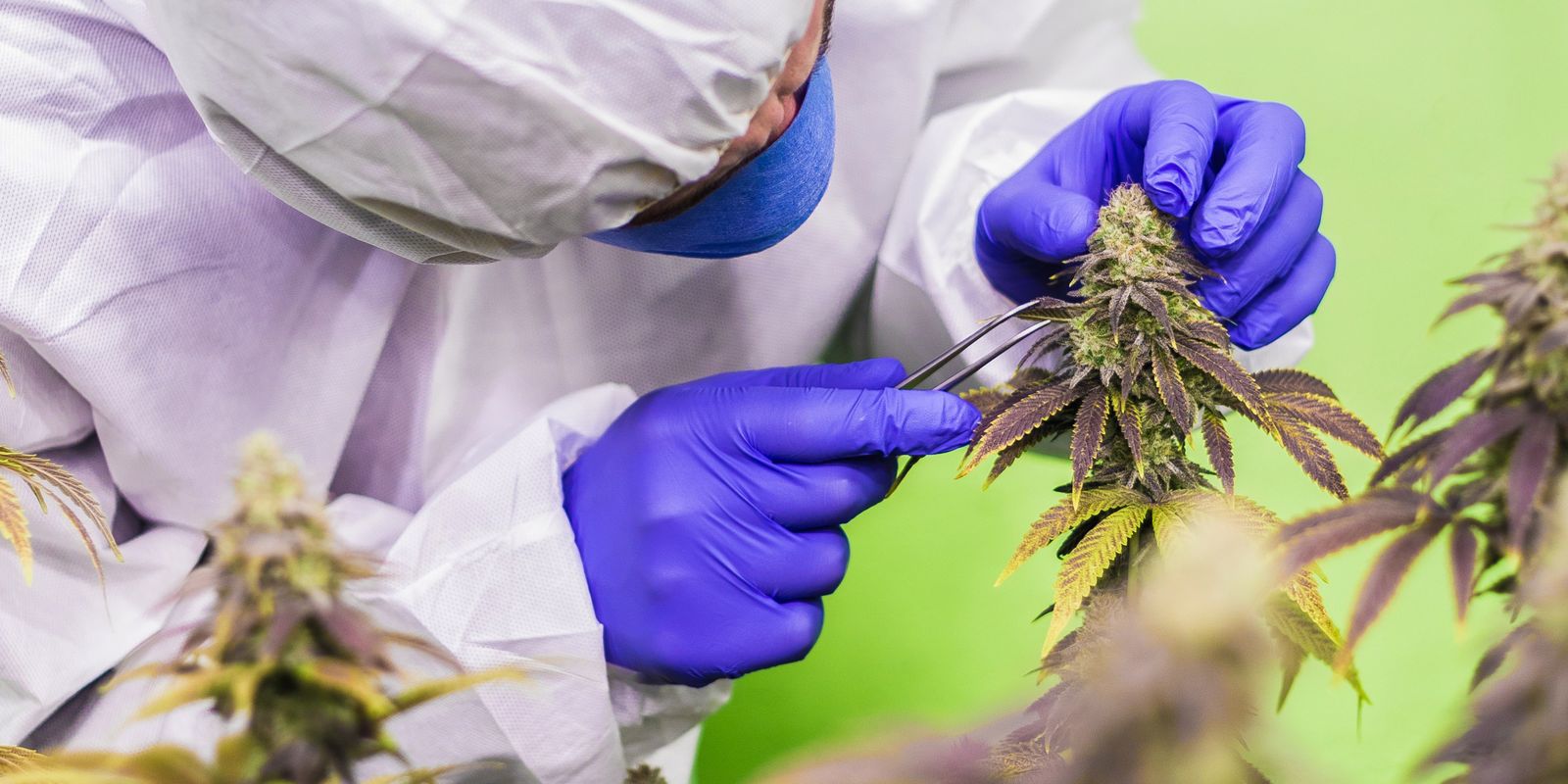 STJ nega mais prazo para regulamentar cannabis para fins medicinais