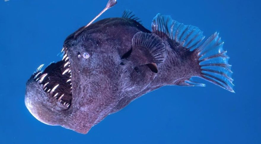 Peixe ‘Diabo Negro’ causa espanto ao ser avistado na superfície do oceano