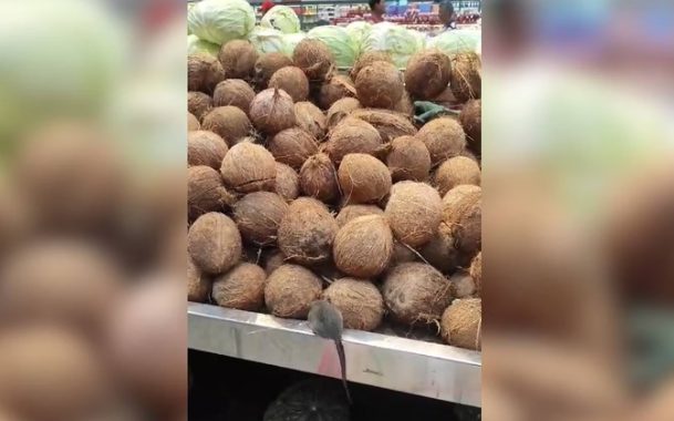 Ratos e baratas em supermercado: Ministério Público inicia inquérito civil