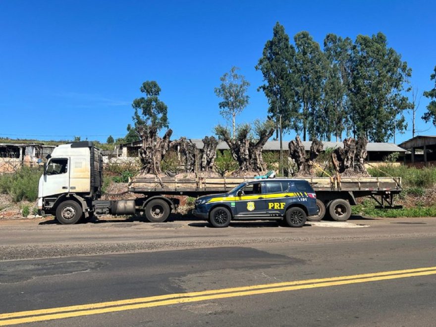 PRF apreende oliveiras argentinas importadas irregularmente no Paraná; veja a abordagem